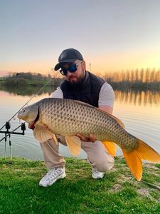 Common Carp