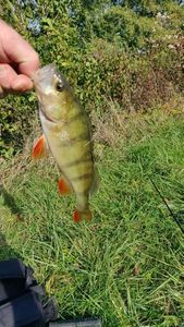 European Perch