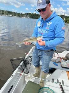 Zander