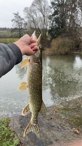 Northern Pike