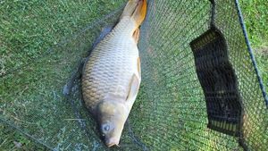 Common Carp