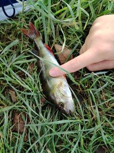 European Perch