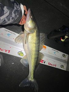 Zander