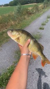 European Perch