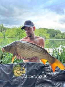 Common Carp