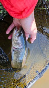 Brook Trout