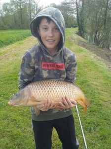 Common Carp