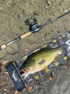 Largemouth Bass