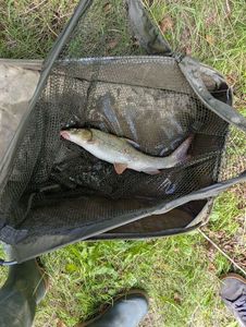 Barbel