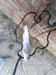 Rainbow Trout