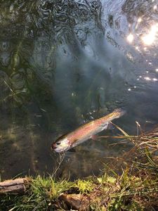 Rainbow Trout