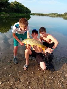 Common Carp