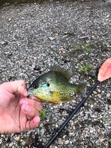 Green Sunfish