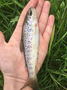 Brown Trout