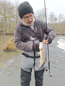 Largemouth Bass