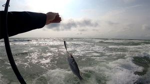 European Bass (Seabass)