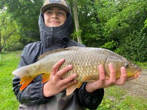Common Carp