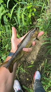 Brown Trout