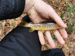 Brown Trout