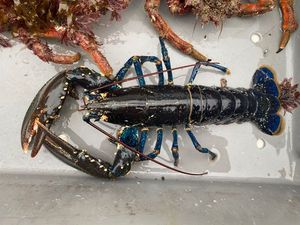 European Lobster