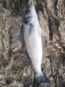 European Bass (Seabass)