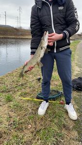 Northern Pike