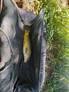 Mirror Carp