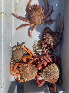 Araignée de Mer Atlantique