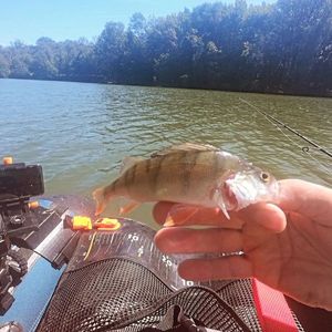 European Perch