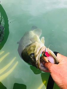 Largemouth Bass