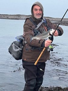 European Bass (Seabass)