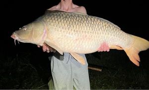 Common Carp