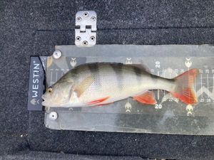 European Perch