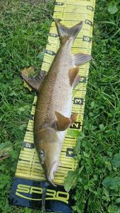 Barbel