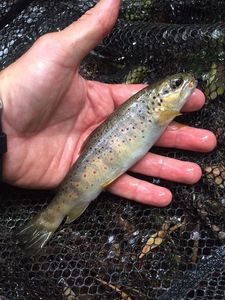 Brown Trout