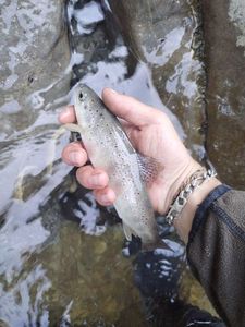 Brown Trout