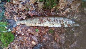 Northern Pike