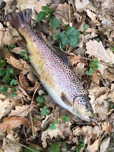 Brown Trout