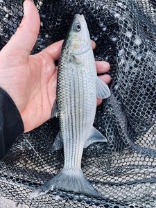 Thicklip Grey Mullet