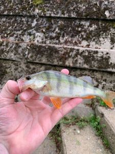 European Perch