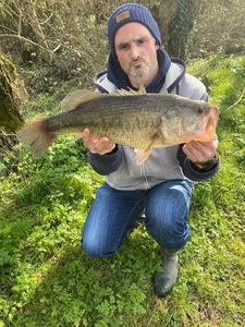 Largemouth Bass