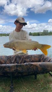 Common Carp