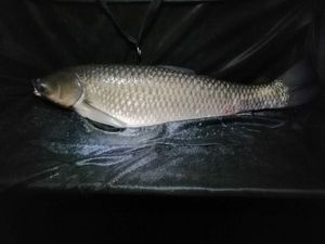 Grass Carp