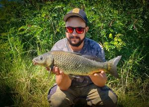 Common Carp