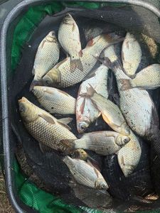 Crucian Carp