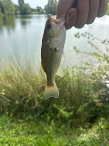 Largemouth Bass