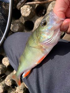 European Perch