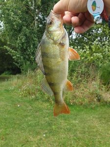 European Perch