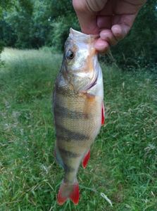 European Perch