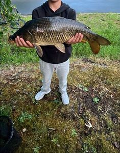 Common Carp